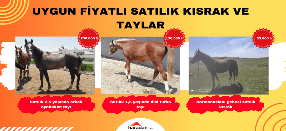 Satılık Kısrak ve Taylar