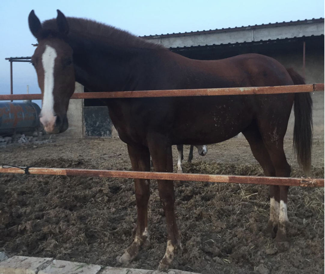 Satılık arap dişi tay