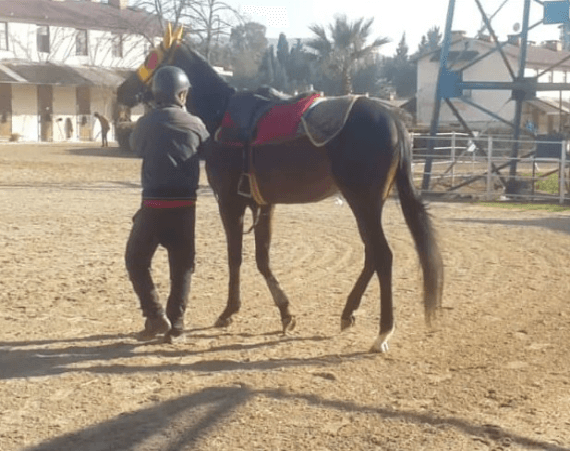 Satılık koşar durumda ingiliz atı