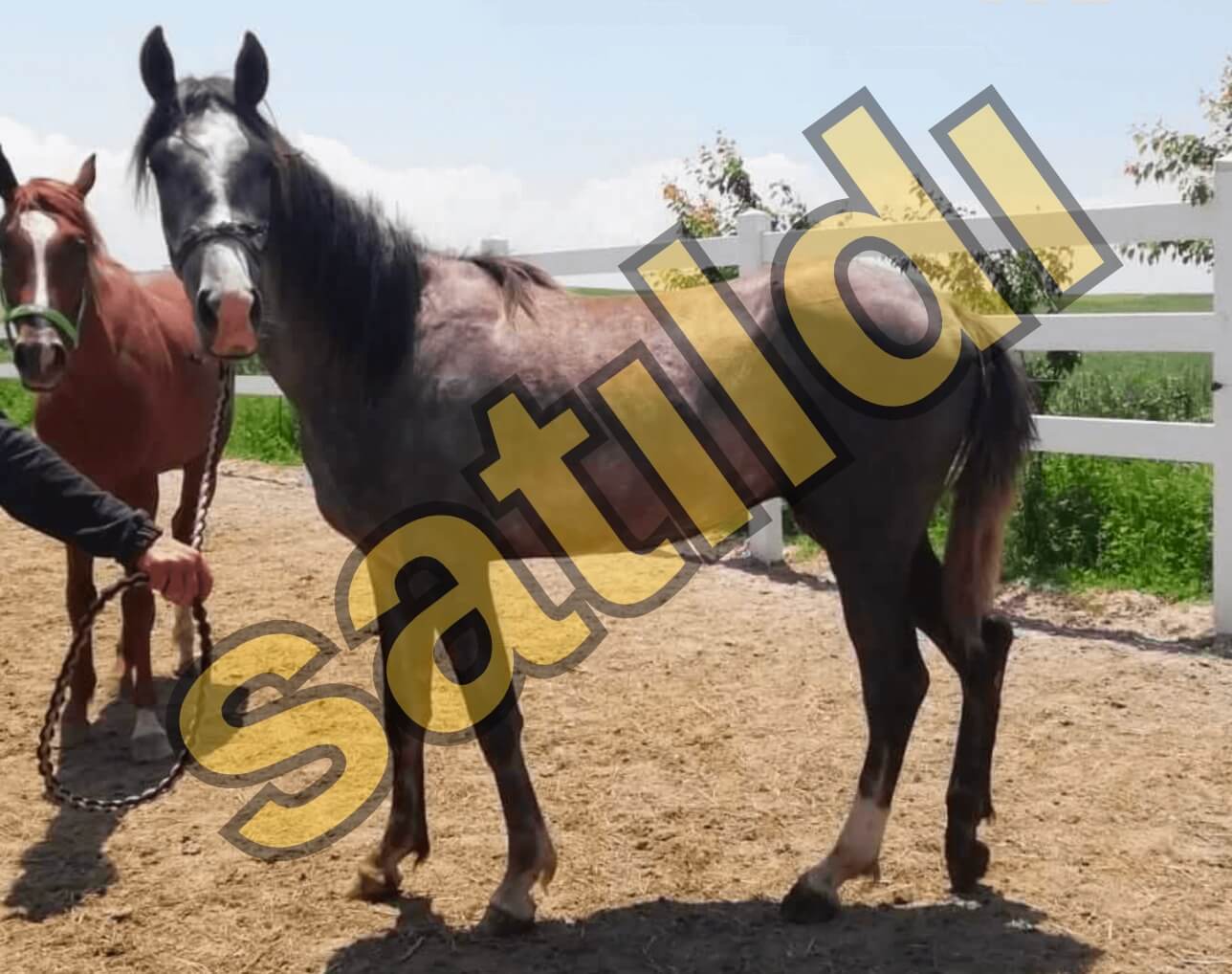Satılık Müthiş Orjinli 2,5 Yaşında Erkek Ayabakan Tayı
