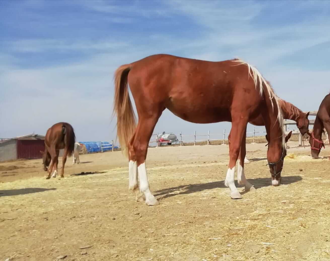 Satılık 1,5 Yaşında Son Kuşak Dişi Turbo Tayı