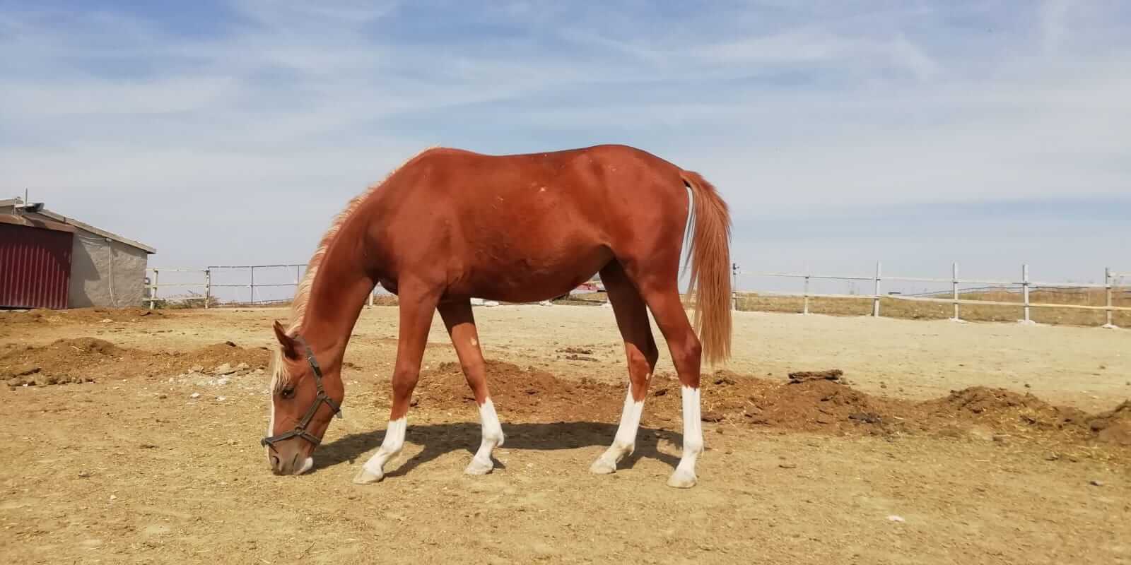 Satılık 1,5 Yaşında Son Kuşak Dişi Turbo Tayı